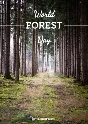 forest